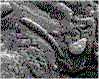 Segmented "ovoid" from Mars