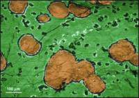 False-color backscatter electron image of carbonate globules