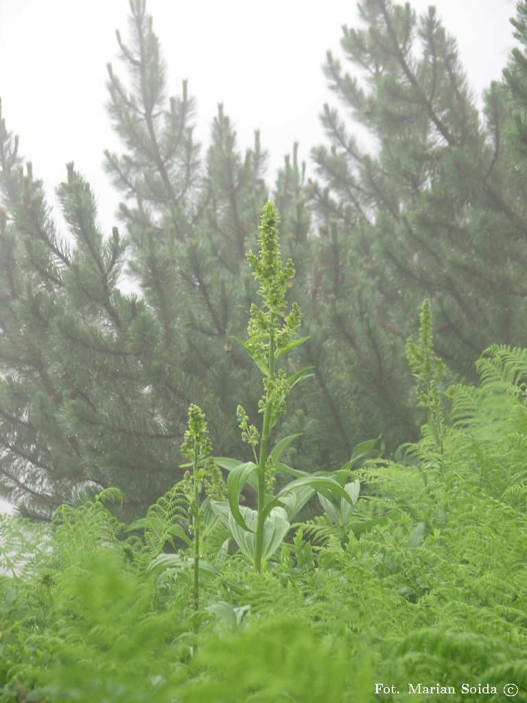Ciemiężyca Zielona