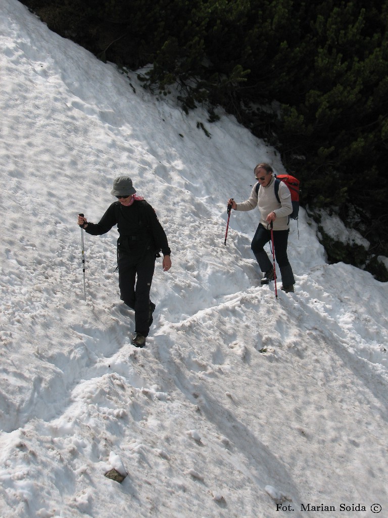Śnieżne tarwersiki w podejściu na Mały Kościelec
