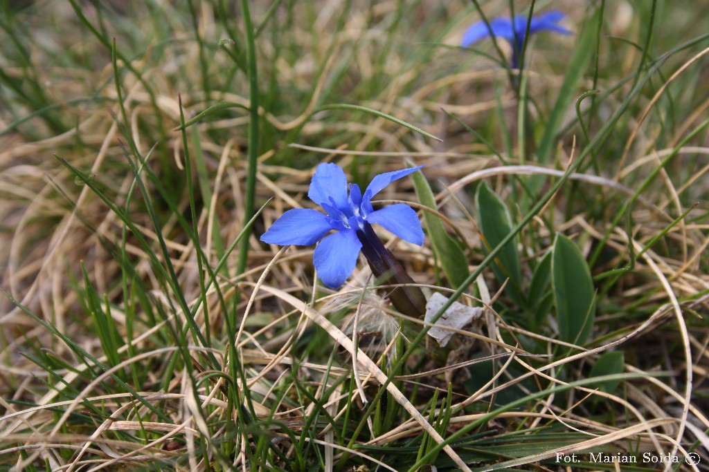 Goryczka wiosenna