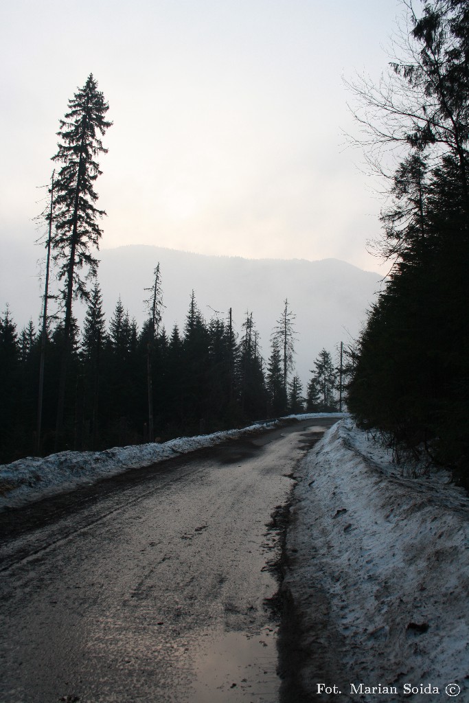 Holica z drogi przy Wodogrzmotach